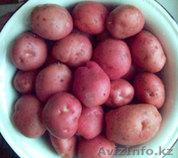 продам картофель семенную и едовую - Изображение #2, Объявление #643142