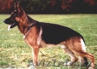 Щенки немецкой овчарки. Отец из германии, мать внучка из лучшего питомника немец - Изображение #1, Объявление #677985