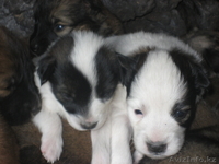 Отдам щенят дворняги в хорошие руки - Изображение #1, Объявление #697053