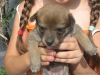 Отдам щенят дворняги в хорошие руки - Изображение #2, Объявление #697053