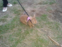 Продаю декоративных кроликов - Изображение #3, Объявление #702401