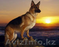 Щенки немецкой овчарки от отличных производителей - Изображение #2, Объявление #818597