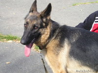 Прадаем Щенков немецкой овчарки от отличных производителей - Изображение #6, Объявление #818598