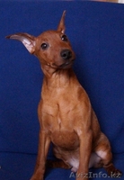 Пинчер карликовый 4 месяца,привит,родословная - Изображение #1, Объявление #843306