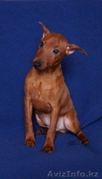 Пинчер карликовый 4 месяца,привит,родословная - Изображение #5, Объявление #843306