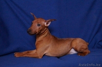 Пинчер карликовый 4 месяца,привит,родословная - Изображение #3, Объявление #843306