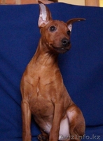 Пинчер карликовый 4 месяца,привит,родословная - Изображение #4, Объявление #843306