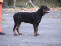 Прадаем Щенков немецкой овчарки от отличных производителей - Изображение #1, Объявление #818598