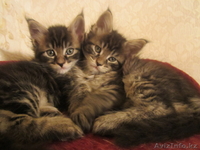 Питомник мейн кунов "KUNKITTI ASTANA"  - Изображение #4, Объявление #847433