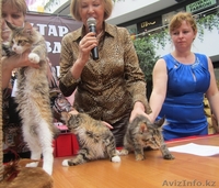 Питомник мейн кунов "KUNKITTI ASTANA"  - Изображение #7, Объявление #847433