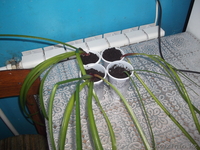 комнатные растения недорого! - Изображение #2, Объявление #879395