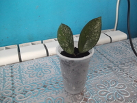 комнатные растения недорого! - Изображение #6, Объявление #879395