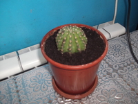 комнатные растения недорого! - Изображение #5, Объявление #879395