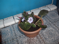 комнатные растения недорого! - Изображение #8, Объявление #879395