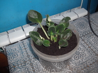 комнатные растения недорого! - Изображение #9, Объявление #879395