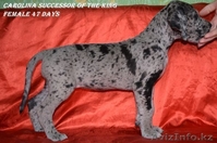 Щенки немецкого дога - Изображение #7, Объявление #955411