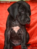 Щенки немецкого дога - Изображение #4, Объявление #955411