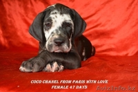 Щенки немецкого дога - Изображение #5, Объявление #955411