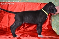 Щенки немецкого дога - Изображение #6, Объявление #955411