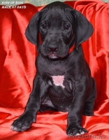 Щенки немецкого дога - Изображение #1, Объявление #955411