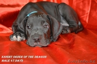 Щенки немецкого дога - Изображение #2, Объявление #955411