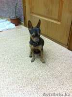 Кобель Той-терьера Случка - Изображение #1, Объявление #998365