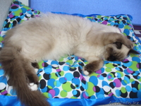 Пуртов Дима purt-00     7057612432 - Изображение #2, Объявление #1012414