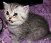 Британские котята недорого - Изображение #2, Объявление #1110572