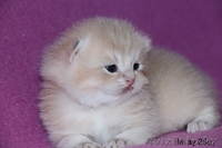 Питомник британских кошек - Изображение #2, Объявление #1156940