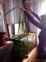 Криптокорина апоногетонолистная - Изображение #1, Объявление #1161932