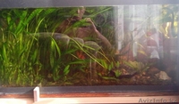 Криптокорина апоногетонолистная - Изображение #3, Объявление #1161932