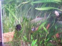 Криптокорина апоногетонолистная - Изображение #4, Объявление #1161932