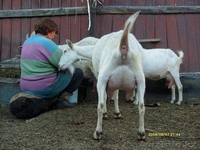 Продажа высокопородного молодняка зааненских коз - Изображение #9, Объявление #1268124