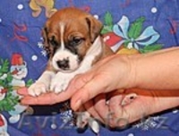 Продам щенков Парсон рассел терьера  - Изображение #3, Объявление #592004