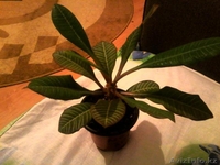 Продам комнатные растения в ассортименте  - Изображение #3, Объявление #1301967