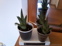 Продам комнатные растения в ассортименте  - Изображение #5, Объявление #1301967