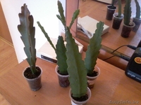 Продам комнатные растения в ассортименте  - Изображение #7, Объявление #1301967