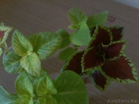 Продам комнатные растения в ассортименте  - Изображение #4, Объявление #1301967