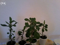 Продам комнатные растения в ассортименте  - Изображение #8, Объявление #1301967