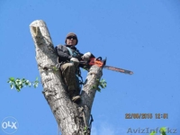 Спиливание деревьев, веток, кронирование. - Изображение #1, Объявление #1387242