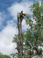 Спиливание деревьев, веток, кронирование. - Изображение #2, Объявление #1387242