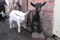 Для  любителей породистых  коз - Изображение #1, Объявление #1485908