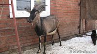 Племенной молодняк  коз-альпин - Изображение #2, Объявление #1485865