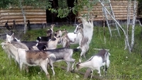 Для  любителей породистых  коз - Изображение #3, Объявление #1485908