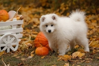 высокопородные щенки Самоедской лайки - Изображение #2, Объявление #1588939