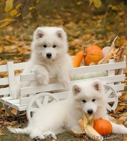 высокопородные щенки Самоедской лайки - Изображение #1, Объявление #1588939