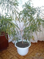 Комнатные цветы для дома и офиса - Изображение #1, Объявление #1640247