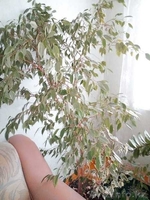 Комнатные цветы для дома и офиса - Изображение #3, Объявление #1640247