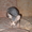 котята канадского сфинкса - Изображение #2, Объявление #21656