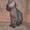 котята канадского сфинкса - Изображение #1, Объявление #21656